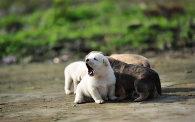 美国人花几万带回国的名贵狗，在中国俩条15元还没人要!