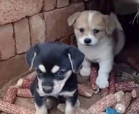 美国人花几万带回国的名贵狗，在中国俩条15元还没人要!