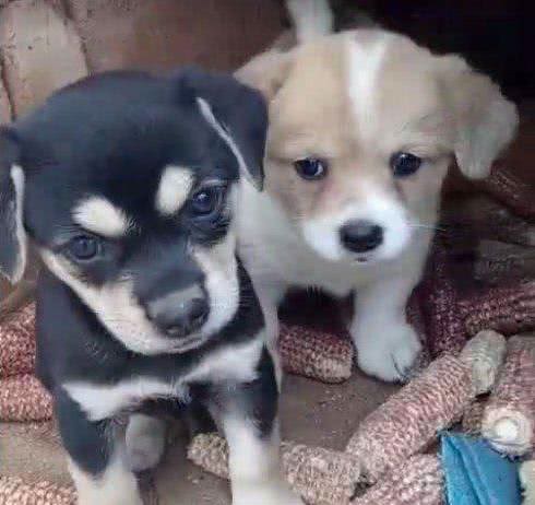 美国人花几万带回国的名贵狗，在中国俩条15元还没人要!