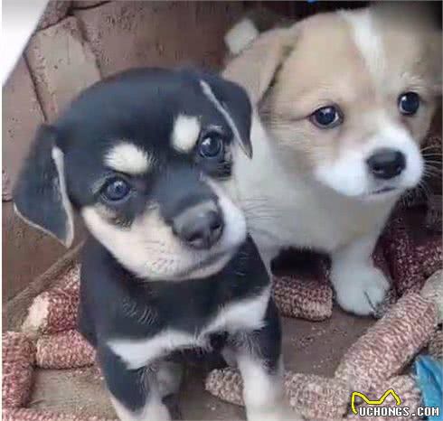 美国人花几万带回国的名贵狗，在中国俩条15元还没人要!