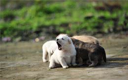 美国人花几万带回国的名贵狗，在中国俩条15元还没人要!