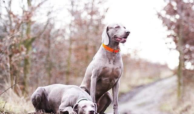 没钱的朋友请进，世界猎犬土猎犬乃是百里挑一，应该如何挑选?