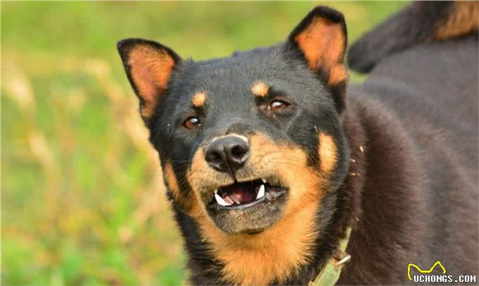 没钱的朋友请进，世界猎犬土猎犬乃是百里挑一，应该如何挑选?