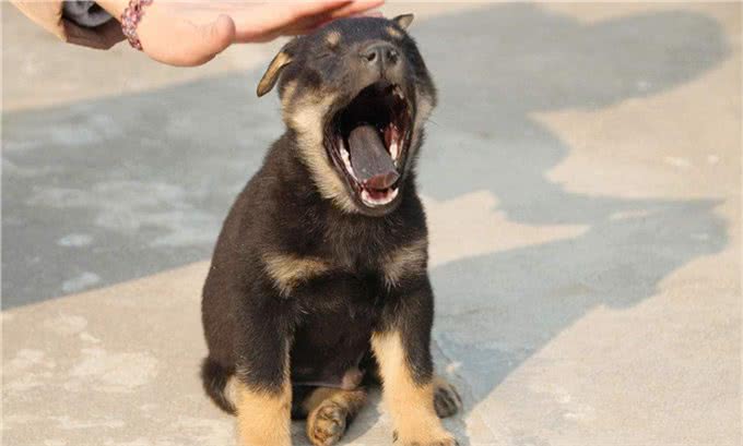 没钱的朋友请进，世界猎犬土猎犬乃是百里挑一，应该如何挑选?