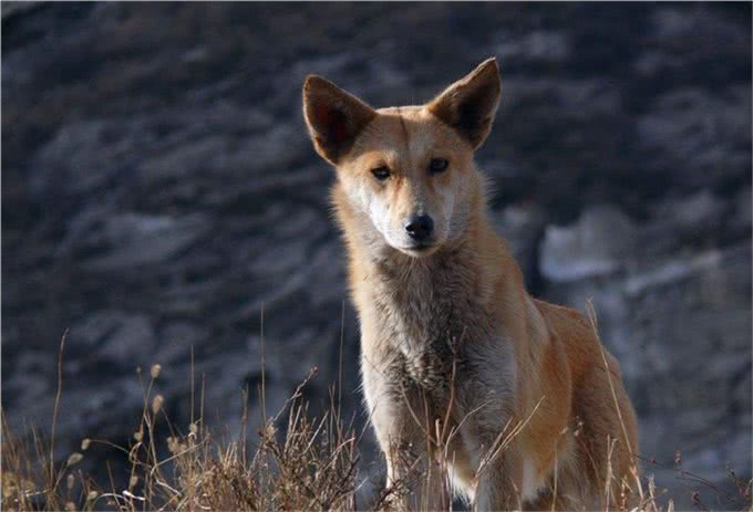 没钱的朋友请进，世界猎犬土猎犬乃是百里挑一，应该如何挑选?