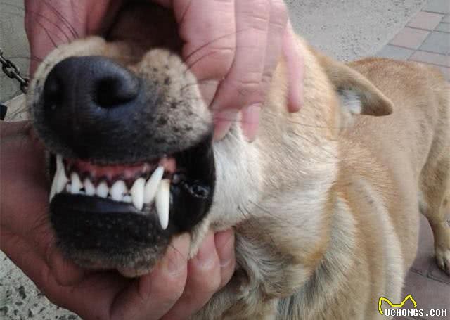 没钱的朋友请进，世界猎犬土猎犬乃是百里挑一，应该如何挑选?