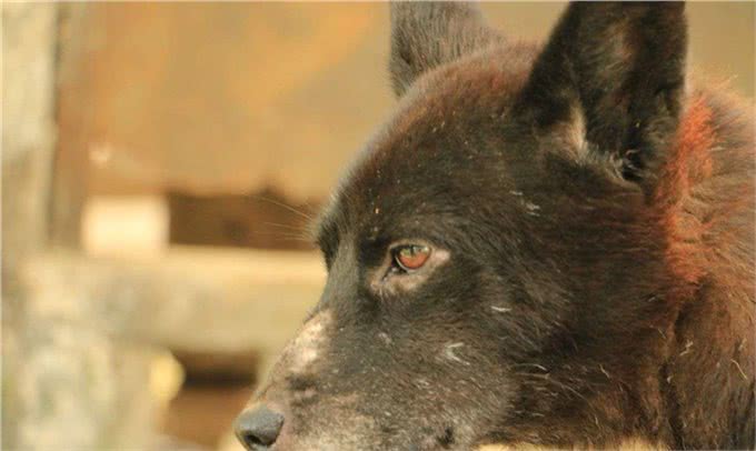 没钱的朋友请进，世界猎犬土猎犬乃是百里挑一，应该如何挑选?