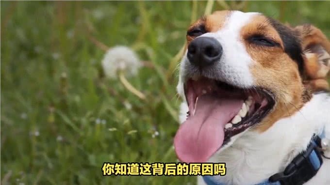 狗狗夏天吐舌头:背后的科学原理与小实验—动物世界