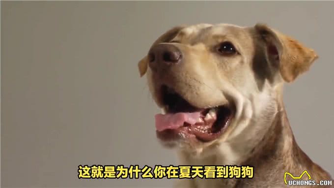 狗狗夏天吐舌头:背后的科学原理与小实验—动物世界