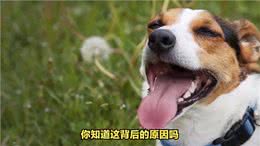 狗狗夏天吐舌头:背后的科学原理与小实验—动物世界