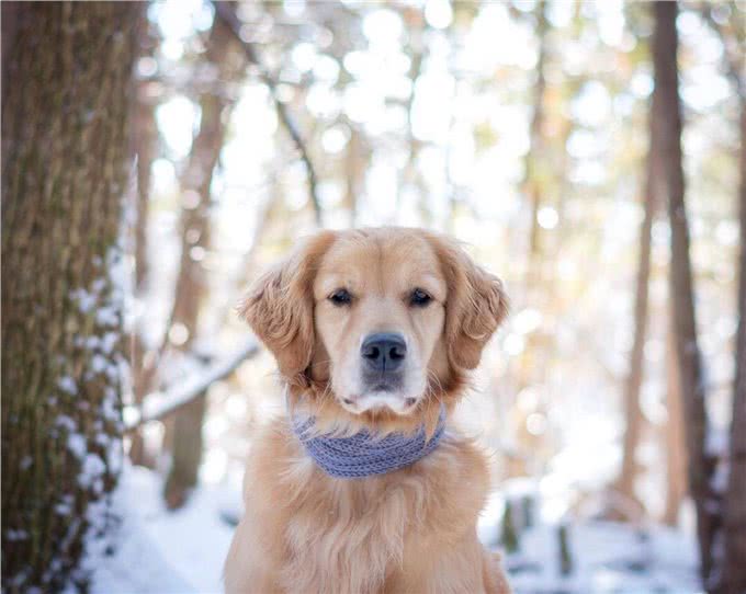 导致狗狗毛发发白的七种原因，你知道的有哪些?