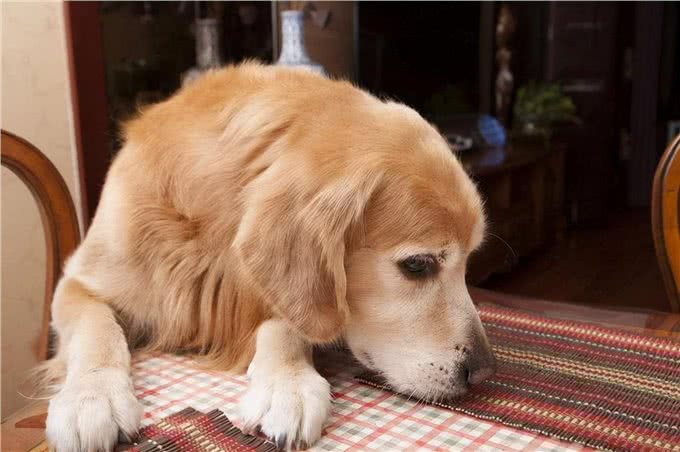 导致狗狗毛发发白的七种原因，你知道的有哪些?
