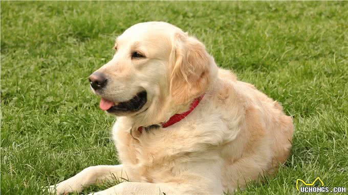 导致狗狗毛发发白的七种原因，你知道的有哪些?