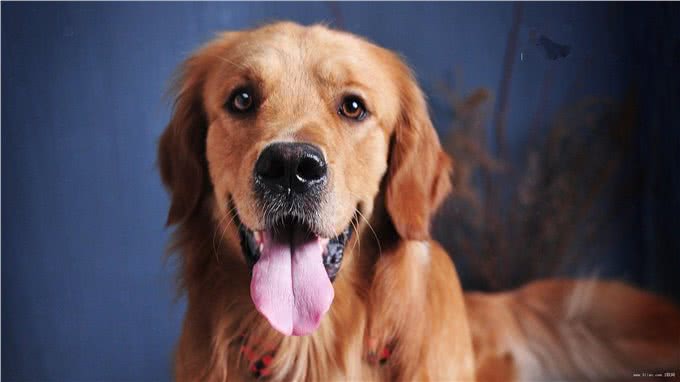 导致狗狗毛发发白的七种原因，你知道的有哪些?