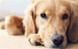 导致狗狗毛发发白的七种原因，你知道的有哪些?