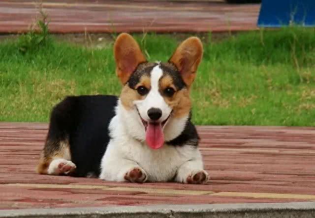 盘点小短腿柯基犬，据说一直是英国皇室宠物，深受人们喜爱