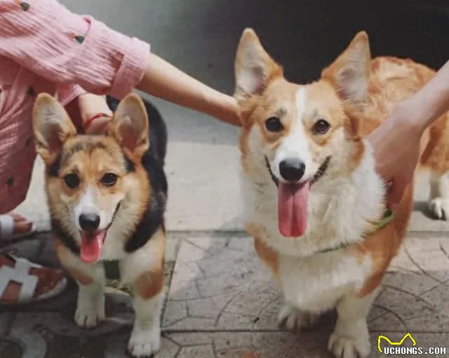 盘点小短腿柯基犬，据说一直是英国皇室宠物，深受人们喜爱