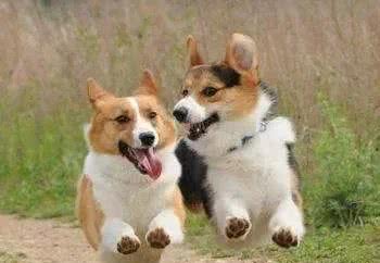 盘点小短腿柯基犬，据说一直是英国皇室宠物，深受人们喜爱