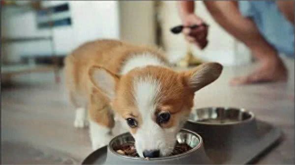 盘点小短腿柯基犬，据说一直是英国皇室宠物，深受人们喜爱