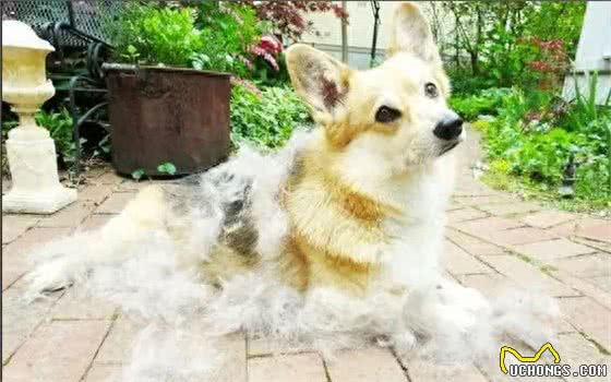 盘点小短腿柯基犬，据说一直是英国皇室宠物，深受人们喜爱