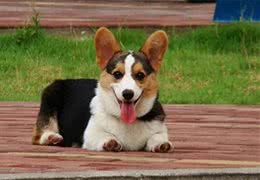 盘点小短腿柯基犬，据说一直是英国皇室宠物，深受人们喜爱