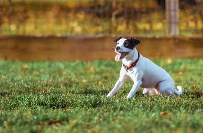 狗狗关节炎痛得起不来怎么办?患上关节炎的狗狗应该怎么护理?