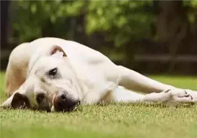 狗狗关节炎痛得起不来怎么办?患上关节炎的狗狗应该怎么护理?