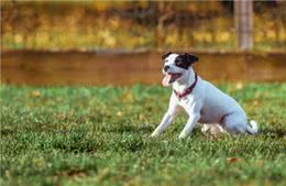 狗狗关节炎痛得起不来怎么办?患上关节炎的狗狗应该怎么护理?