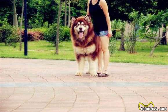 啊，这些狗真的太好吃啦!