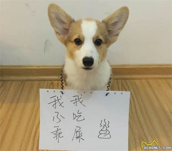 啊，这些狗真的太好吃啦!