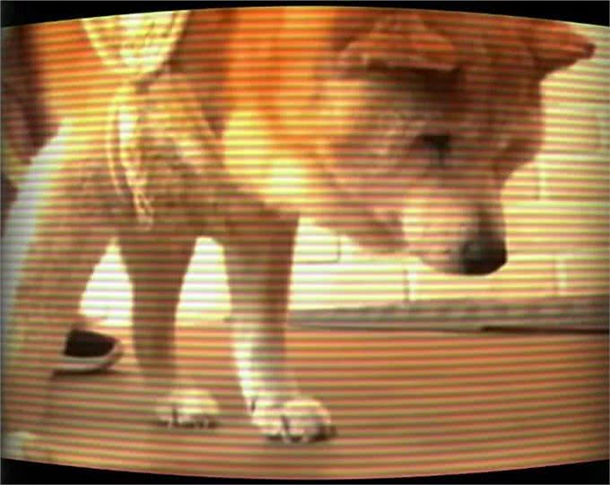 奇迹!国外一只19岁患有痴呆症的狗狗在见到主人后竟然恢复记忆了