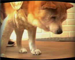 奇迹!国外一只19岁患有痴呆症的狗狗在见到主人后竟然恢复记忆了