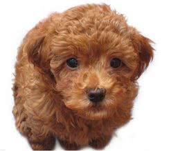 我们如何正确的给狗狗清理肛门腺?