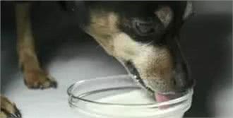 狗狗真的可以喝牛奶吗?