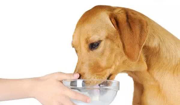 狗狗真的可以喝牛奶吗?