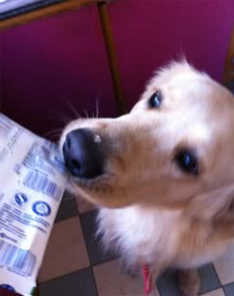 狗狗真的可以喝牛奶吗?