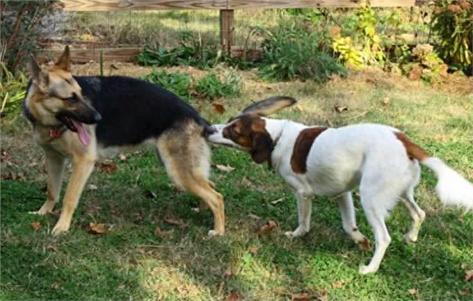 狗狗爱闻的几种味道,只要你身上有一种,就能吸引它