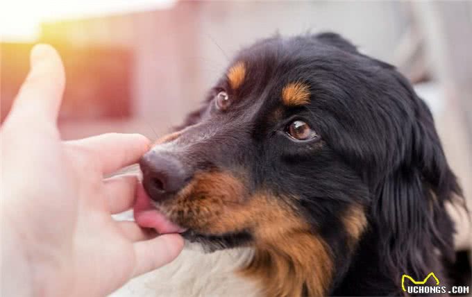 狗狗爱闻的几种味道,只要你身上有一种,就能吸引它