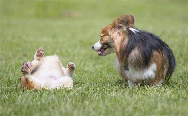 狗狗爱闻的几种味道,只要你身上有一种,就能吸引它