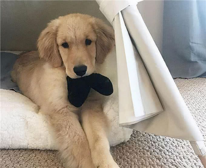 狗狗爱闻的几种味道,只要你身上有一种,就能吸引它