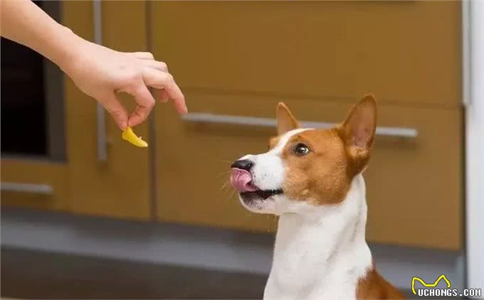 狗狗爱闻的几种味道,只要你身上有一种,就能吸引它