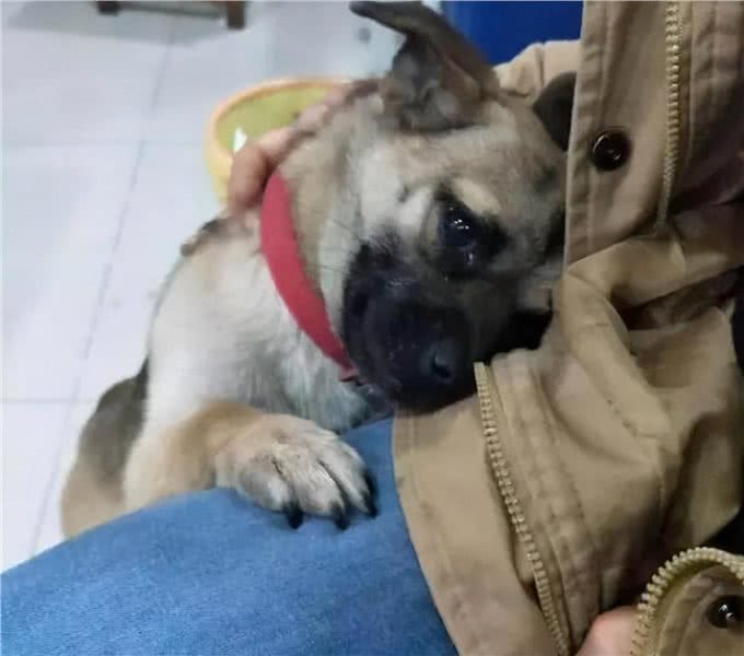 忠犬才会有的几个特征,你家狗狗中几点?