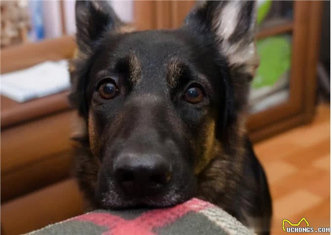 忠犬才会有的几个特征,你家狗狗中几点?