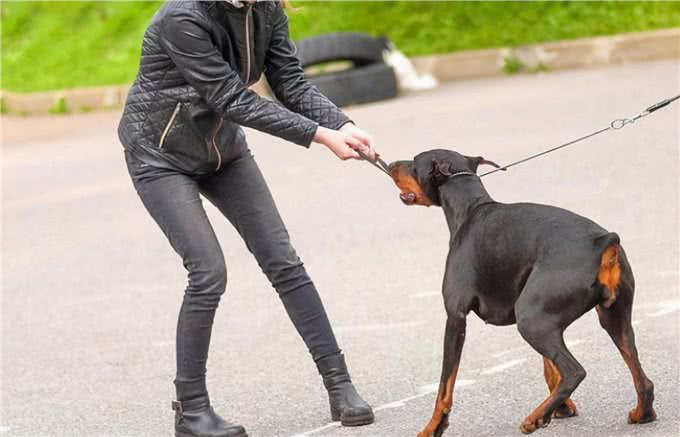 忠犬才会有的几个特征,你家狗狗中几点?