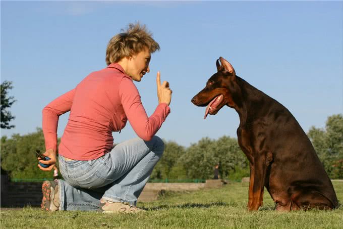 忠犬才会有的几个特征,你家狗狗中几点?