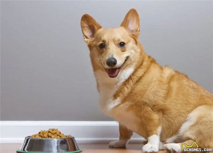 忠犬才会有的几个特征,你家狗狗中几点?