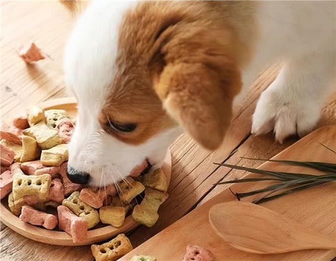 忠犬才会有的几个特征,你家狗狗中几点?