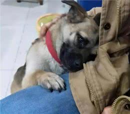 忠犬才会有的几个特征，你家狗狗中几点?