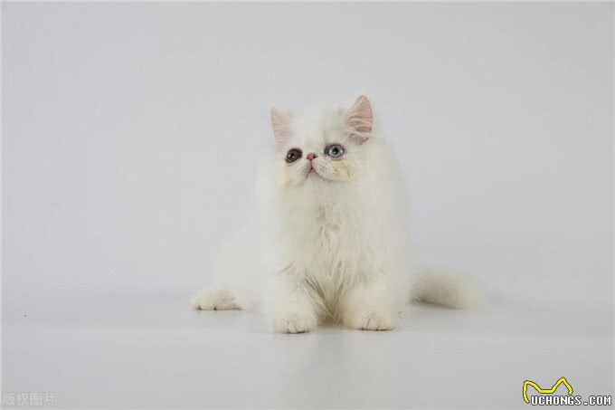 波斯猫的蓝色眼睛与耳聋之谜，三花猫的性别秘密和猫咪的肚子语言