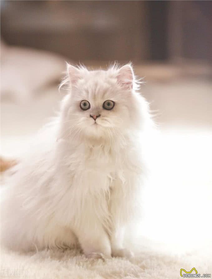 波斯猫的蓝色眼睛与耳聋之谜，三花猫的性别秘密和猫咪的肚子语言